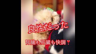 検査検査検査💦肛門周囲腺腫の良性だったが、、、犬家族