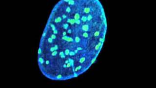 Living cells as you've never seen them before