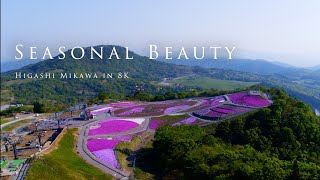 Seasonal Beauty - Higashi Mikawa in 8K