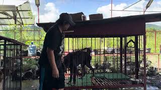 LINIS KENNEL, FEEDING GREAT DANE, BEAGLES part 8