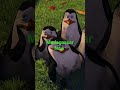 Dream world Madagascar 1|marty meet to penguin|penguins are going to antarctica