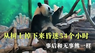 从树上掉下来，昏迷54个小时，醒来的第一件事是找饲养员要蜂蜜吃【西风探瘦马】