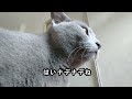 【猫動画】撫でてほしくて迫るロシアンブルー【russianbule】a russian blue that wants to be stroked and approaches