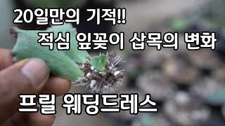 드디어 적심해서 잎꽃이  삽목한 아이들이 자구를 올려 주기 시작 했답니다 다육이 키우기 프릴 웨딩드레스