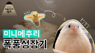 화이트 미니메추리 부화부터 성장까지!!!  [평화로운 메라기월드]