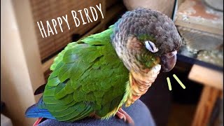 Beak Grinding Content Bird Trying to Stay Awake for 3 Minutes Straight | Green Cheek Conure Sounds