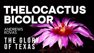 Thelocactus bicolor blooming. Beautiful cactus flower time-lapse.