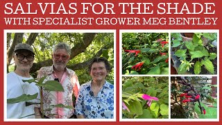 Salvias that grow in shade with specialist grower Meg Bentley!