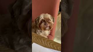 Handsome Boy | cutest dogs shorkie puppies | best funny dogs | top cute pets dogs cats | viral dogs