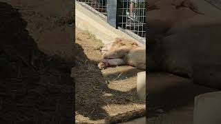 正月🎍⑪ホワイトライオン・白獅子・セラムくん・リズムちゃん♦White_Lion・・・沖縄こどもの国・Okinawa Zoo \u0026 Museum(20220103)