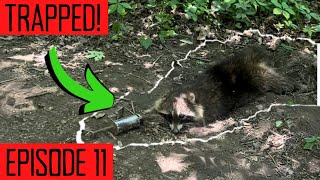 How to set a DP Coon Trap without set Tool! Easy! - Coon Trapping S1 I EP11 - Waterhole Set!