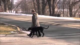 Jack - Boot Camp Dog Training Demonstration Minneapolis