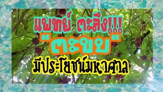 #ตะขบมีสรรพคุณมหาสาร #ตะขบสมุนไพรไทย