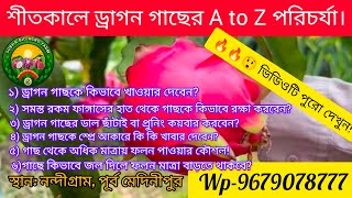 🔥🔥🌵 ড্রাগন গাছের বৃদ্ধি ও স্বাস্থ্য ভালো রাখার কৌশল🤔। ড্রাগন গাছ থেকে অধিক মাত্রায় ফলন পাওয়ারউপায়