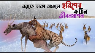 বরফে ঢাকা অঞ্চলে হরিণের জীবন যাপন | হরিণের জীবন কাহিনী | The Life Story Of The Deer | Horiner video