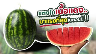 เผยทุกกลเม็ดไม่มีกั๊ก🍉 ปลูกแตงโมอย่างไรให้ลูกใหญ่ เนื้อดี มีกำไร ! - คริมสันเรด