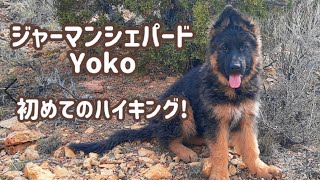 【ジャーマンシェパード】お弁当持ってシェパード子犬とハイキング！[German Shepherd] We went on a hike with our puppy