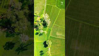 BEAUTIFUL RICEFIELD KERTASARI - WEST SUMBAWA