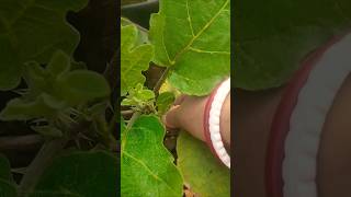 বেগুনের পুরনো পাতা ভেঙে দিচ্ছি 😋🥰//viral#vegetables #plants #care#roof garden #gardening life #shots