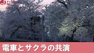 【サクラ中継】燕市で楽しむ昼と夜のサクラ 4年ぶりに桜並木を練り歩く「おいらん道中」開催決定 つばめ桜まつり開幕　スーパーJにいがた4月4日OA