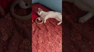 எங்கள் வீட்டு பூனை#shorts  (MY Cat:#potter ) #cat #voiceover #subscribe #pets #animals #funny #god