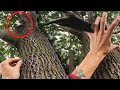 Animal Rescuer Catches Kitten Falling Out of a Tree