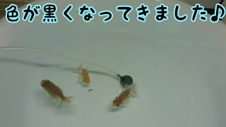 【らんちゅう】今週の様子【明け2歳\u0026黒子】