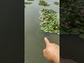 这条黑鱼怎么样 路亚黑鱼 钓鱼视频 户外野钓 户外钓鱼 fishing fish bassfishing vlog fishinglife carpfishing