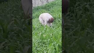 Dada Dikari #viralvideo #farming #cutebaby #shortvideo