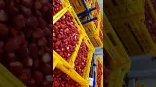 كيفية تجميد الفراولة مشروع تجميد الفراولة               Preparing strawberries for export