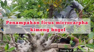 penampakan ficus microcarpha_kimeng bogel #ficusmicrocarpa #kimeng #bonsaikimeng