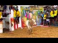 யாரு மாடுப்பா நொறுக்கி எடுக்குது கட்டையில யாருமே இல்லை jalligattu video 2024