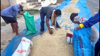 Rice Harvest Season in Prakhon Chai ,Thailand      ដល់រដូវច្រូតស្រូវនៅប្រាគុនឆាយ​ថៃ