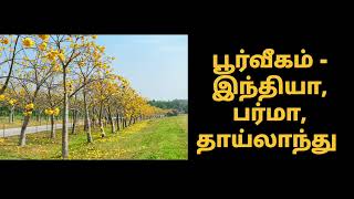 நாள்-66-மஞ்சள் இலவு மரம்! Day-66-Yellow silk cotton tree!#மரம் #shorts #trees