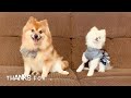 5 distinctive characteristics of a pomeranian