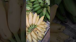 Trying New fruits part 13 Elaichi Kela | Mini Banana | Velchi Banana