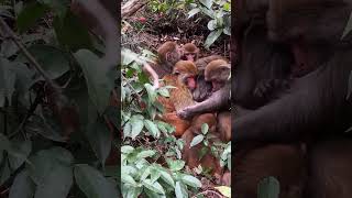 Monkeys #Monkey #baby monkey, #animals #Shorts #BeeLeeMonkeyFans 14