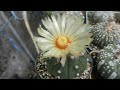 EXPERIMENT BUNGA ASTROPHYTUM ASTERIAS NUDUM GA DI POLINASI !!! APAKAH BISA MENGHASILKAN BIJI???