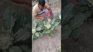 ফুলকপির ফুল থেকেই বীজ উৎপাদন করা হয়... #villagelife #video