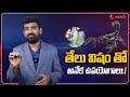 తేలు విషం లీటర్ 82 కోట్లు... costliest scorpion poision 82 crores per litre scorpions farming