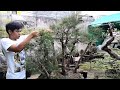 bonsai forest agoho update part 2 - bonsai philippines