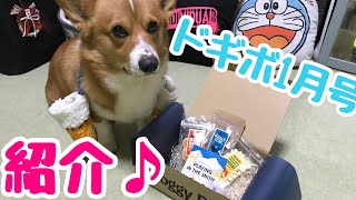 【犬のおもちゃドギボ】可愛い手袋のおもちゃに大興奮！