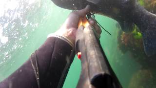 Nantucket spearfishing tautog Greg Bernard