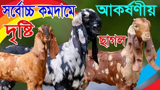 সর্বোচ্চ কমদামে চোখ ধাধানো সুপার হাই কোয়ালিটি সর্বোচ্চ মানের বিভিন্ন জাতের ছোট বড় ছাগল | Goat Farm