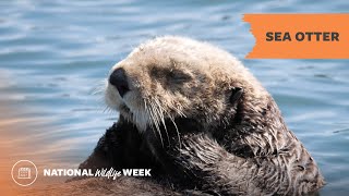 Sea Otter | National Wildlife Week 2023