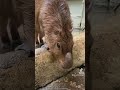 バナナ食べるの早くない？？ capybara shorts animal