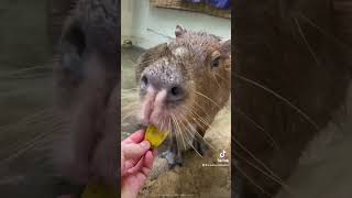 バナナ食べるの早くない？？#capybara #shorts #animal