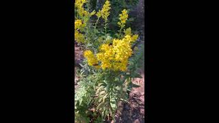 Plant Spotlight - Goldenrod