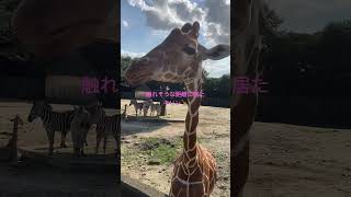 手を伸ばせば 触れる距離にいたキリン🦒東武動物公園