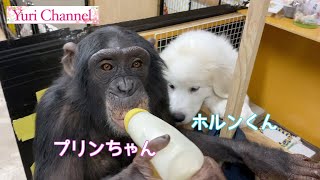 チンパンジーのプリンちゃん（パン君の子供）＆グレートピレニーズのホルンくん【楽屋編】モンキーふーちゃんのくるみ割りも🐒